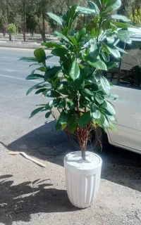 گلخانه