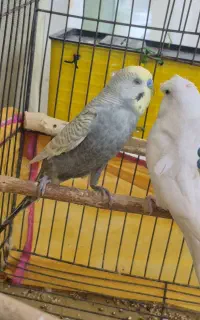 جفت مرغ عشق پروانه ای