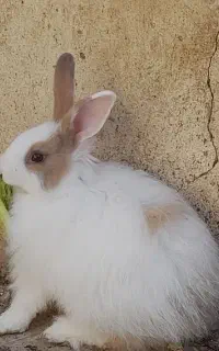 فروش بچه خرگوش در ابهر