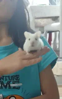 همستر بامزه