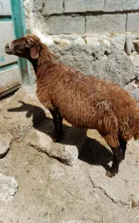 1عددگوسفند جوان کوک برای قربانی وزن 47کیلو