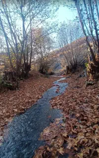 ماجراجویی (جنگل جیغ )