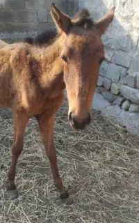 اسب