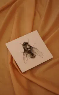 آموزش به بانوان