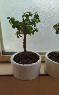بونسای کراسولا و کاکتوس