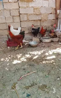 مرغ خروس محلی