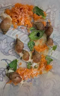 حلزون