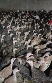 بوقلمون برنز و بوربون