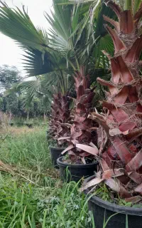 پالم ریشه پرس مخصوص صادرات