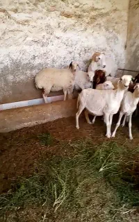 فروش بره
