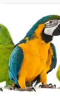 یک طوطی حوالی بلوار مطهری پیدا کردم