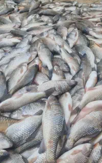 ماهی رودخونه