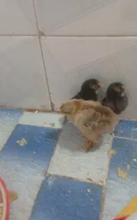 جوجه