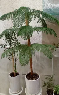گل کاج مطبق