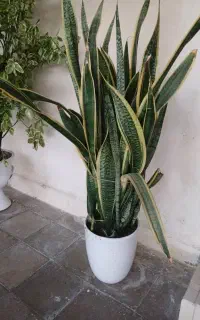 انواع گل های آپارتمانی و زینتی