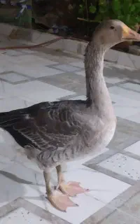 غاز نر جوان