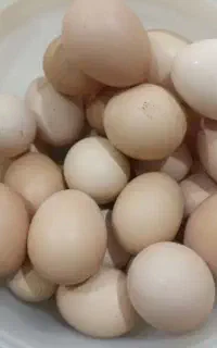 تخم مرغ محلی و آلو