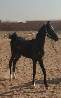 کره اسب سیاه