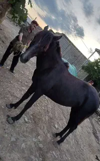 ۳عدد اسب نر