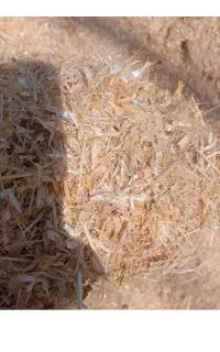 کاه گلرنگ تحویل دامداری