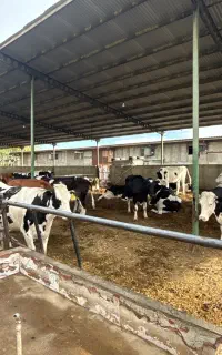 کارگر گاوداری