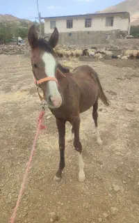 کُره اسب