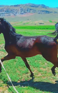 اسب یه سرمصری