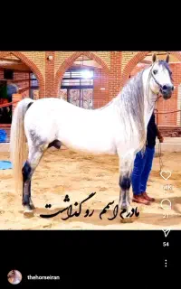 اسب کرد
