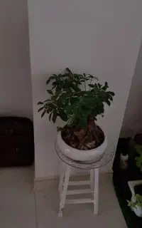 گل و گیاه