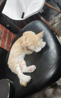 گربه خیلی ملوس