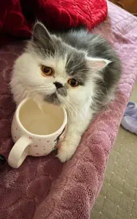 جفت گیری گربه پرشین کت ماده