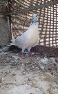 کفترمعاوضه‌ایی