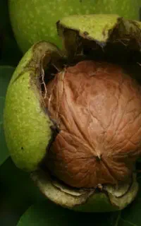 گردو جمع کن