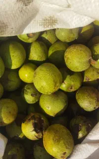 گردو با پوست سبز