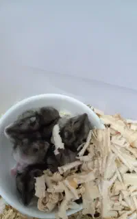 بچه همستر نژاد کمپل مینیاتوری نر و ماده