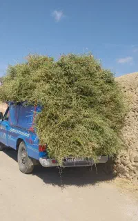 یونجه