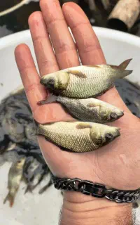 مجموعه تکثیرماهی