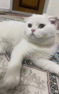 گربه