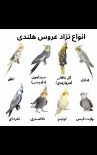 عروس هلندی پیدا شده محدوده همتی‌فر