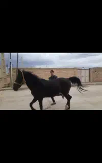 اسب مادیان کرد