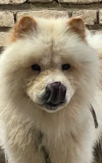 سگ چاوچاو