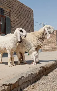 دو گوسفند مری سر مایه و قوچ کامورایی