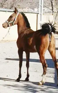 کره مادیون چاپار.
