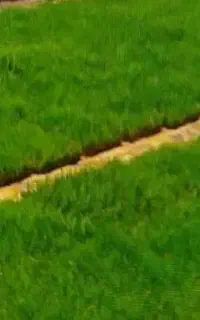 نشا چلتوک