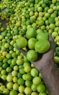 لیموترش