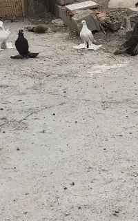 کفتر اویناخ