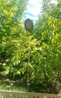 اجاره باغ ویلا سرسبز
