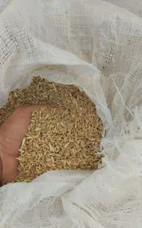 گندم تمیز