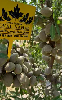 نهال بادام تونو