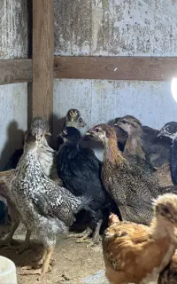 تعدادی جوجه محلی به فروش میرسد